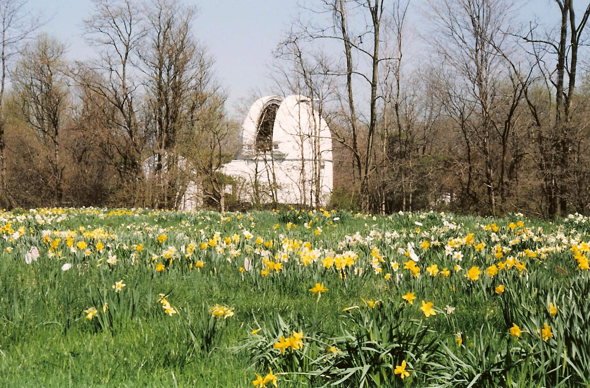 Helen Link's Daffodil Gardens